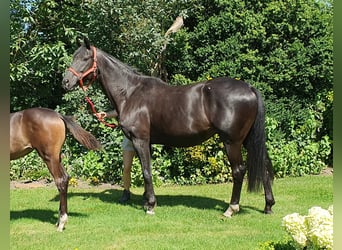 Oldenbourg, Jument, 10 Ans, 170 cm, Bai brun foncé