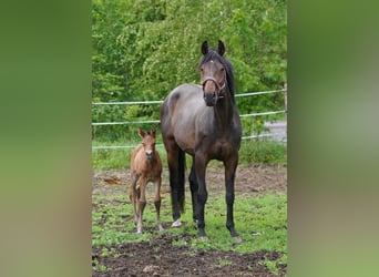 Oldenbourg, Jument, 10 Ans, 170 cm, Bai