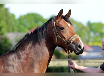 Oldenbourg, Jument, 10 Ans, 170 cm, Bai