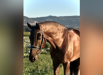 Oldenbourg, Jument, 10 Ans, 170 cm, Noir