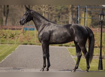 Oldenbourg, Jument, 10 Ans, 170 cm, Noir