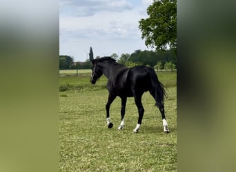 Oldenbourg, Jument, 10 Ans, 170 cm, Noir