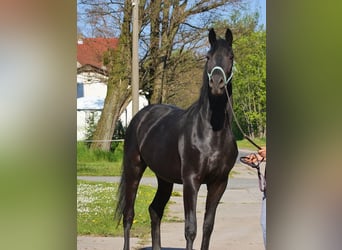 Oldenbourg, Jument, 10 Ans, 170 cm, Noir