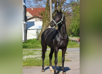 Oldenbourg, Jument, 10 Ans, 170 cm, Noir