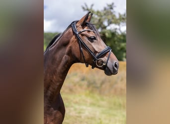 Oldenbourg, Jument, 10 Ans, 171 cm