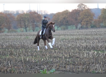 Oldenbourg, Jument, 10 Ans, 172 cm, Alezan brûlé