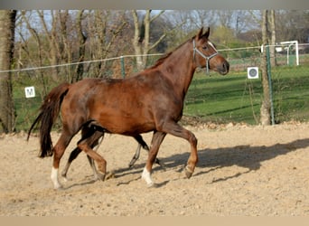 Oldenbourg, Jument, 10 Ans, 172 cm, Alezan brûlé