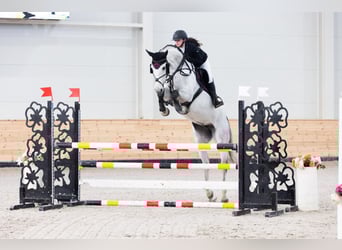 Oldenbourg, Jument, 10 Ans, 178 cm, Gris