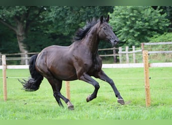 Oldenbourg, Jument, 10 Ans, 181 cm, Noir