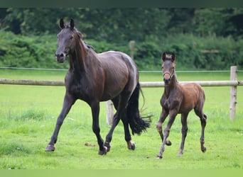Oldenbourg, Jument, 10 Ans, 181 cm, Noir