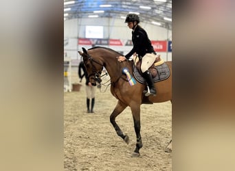 Oldenbourg, Jument, 10 Ans, Bai cerise