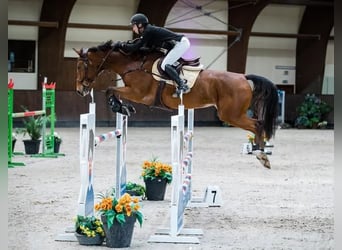 Oldenbourg, Jument, 10 Ans, Bai cerise