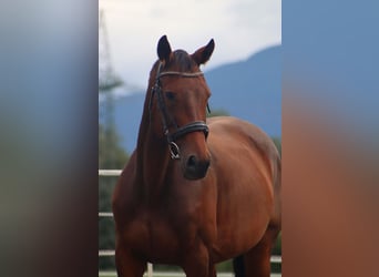 Oldenbourg, Jument, 11 Ans, 158 cm, Buckskin