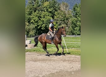 Oldenbourg, Jument, 11 Ans, 158 cm, Buckskin