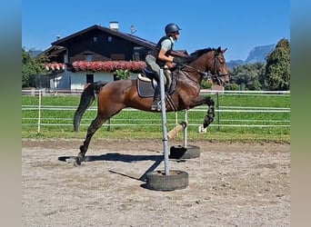 Oldenbourg, Jument, 11 Ans, 158 cm, Buckskin