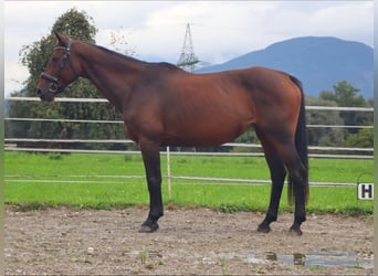 Oldenbourg, Jument, 11 Ans, 158 cm, Buckskin