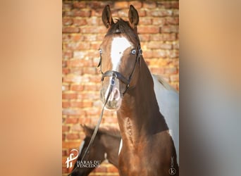 Oldenbourg, Jument, 11 Ans, 162 cm, Tobiano-toutes couleurs