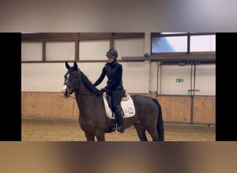 Oldenbourg, Jument, 11 Ans, 164 cm, Bai brun