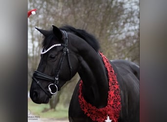 Oldenbourg, Jument, 11 Ans, 164 cm, Noir