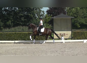 Oldenbourg, Jument, 11 Ans, 165 cm, Alezan brûlé