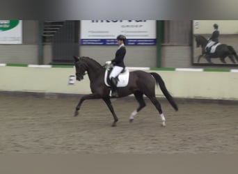 Oldenbourg, Jument, 11 Ans, 165 cm, Alezan brûlé