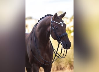 Oldenbourg, Jument, 11 Ans, 165 cm, Alezan brûlé