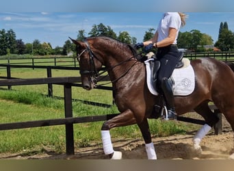Oldenbourg, Jument, 11 Ans, 165 cm, Alezan brûlé