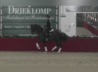 Oldenbourg, Jument, 11 Ans, 165 cm, Alezan brûlé