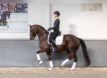 Oldenbourg, Jument, 11 Ans, 165 cm, Alezan brûlé