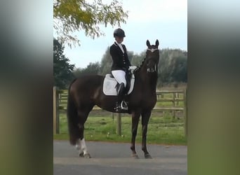 Oldenbourg, Jument, 11 Ans, 165 cm, Alezan brûlé
