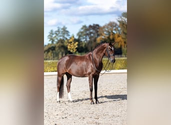 Oldenbourg, Jument, 11 Ans, 165 cm, Alezan brûlé