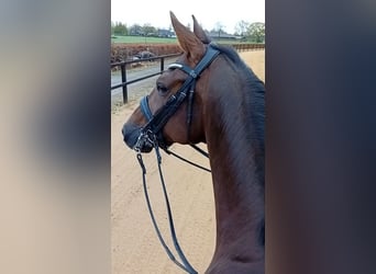 Oldenbourg, Jument, 11 Ans, 165 cm, Alezan brûlé