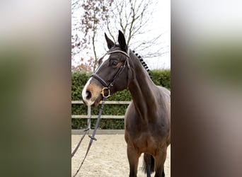 Oldenbourg, Jument, 11 Ans, 165 cm, Bai brun