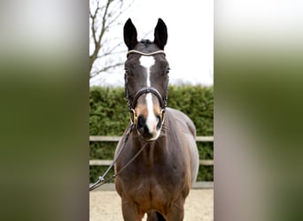 Oldenbourg, Jument, 11 Ans, 165 cm, Bai brun