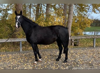 Oldenbourg, Jument, 11 Ans, 166 cm, Noir