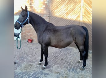 Oldenbourg, Jument, 11 Ans, 167 cm, Bai brun foncé