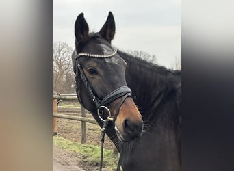 Oldenbourg, Jument, 11 Ans, 167 cm, Bai