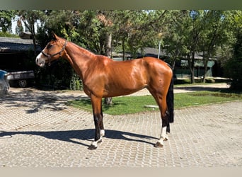 Oldenbourg, Jument, 11 Ans, 167 cm, Bai