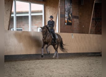 Oldenbourg, Jument, 11 Ans, 168 cm, Alezan brûlé