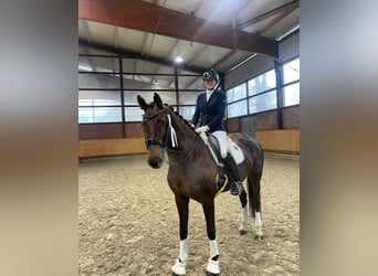 Oldenbourg, Jument, 11 Ans, 168 cm, Alezan brûlé
