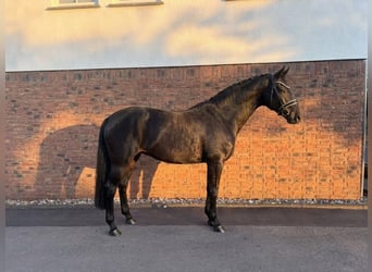 Oldenbourg, Jument, 11 Ans, 169 cm, Bai brun foncé