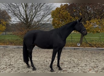 Oldenbourg, Jument, 11 Ans, 169 cm, Noir