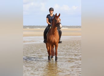 Oldenbourg, Jument, 11 Ans, 170 cm, Alezan