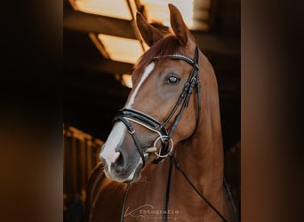 Oldenbourg, Jument, 11 Ans, 170 cm, Alezan