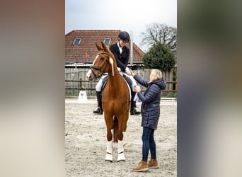 Oldenbourg, Jument, 11 Ans, 170 cm, Alezan