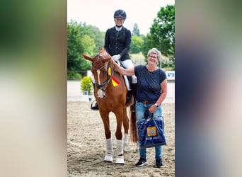 Oldenbourg, Jument, 11 Ans, 170 cm, Alezan