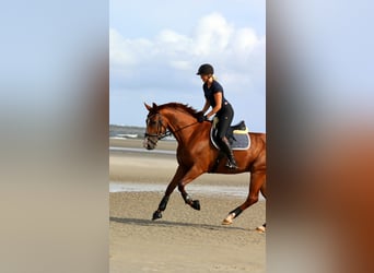 Oldenbourg, Jument, 11 Ans, 170 cm, Alezan