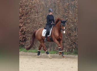 Oldenbourg, Jument, 11 Ans, 170 cm, Alezan