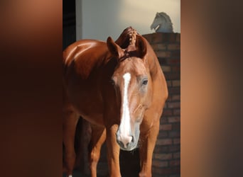 Oldenbourg, Jument, 11 Ans, 170 cm, Alezan