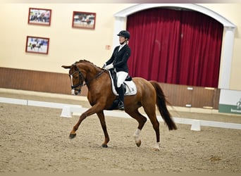 Oldenbourg, Jument, 11 Ans, 170 cm, Alezan